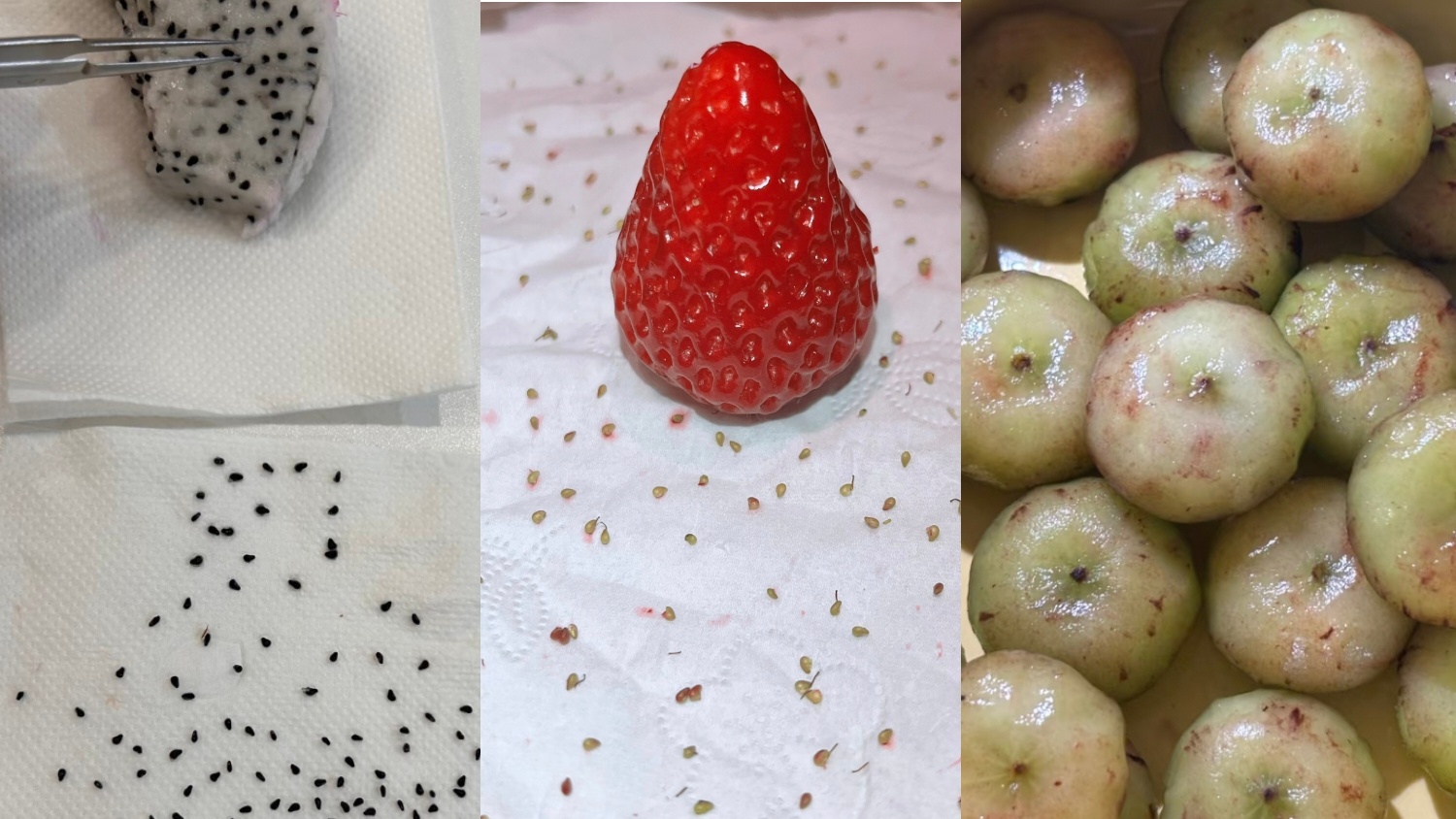 蓝莓剥皮蓝莓剥皮、火龙果去籽、草莓去籽，你愿意尝试哪个？