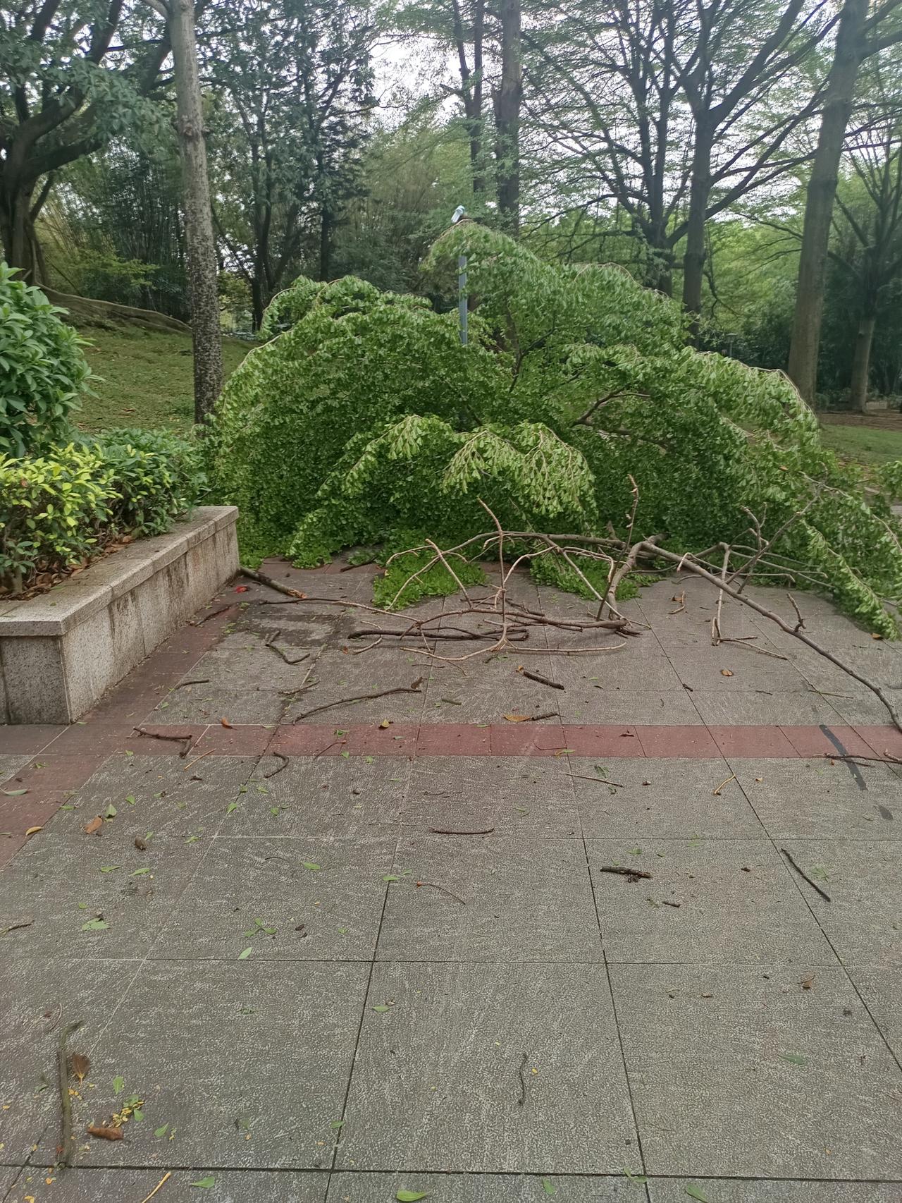 我在星湖旁边
发现一个很严重的问题
但不知道怎么说才好



你敢相信吗？昨晚的