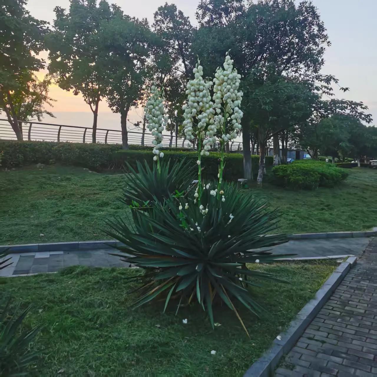 再拍几张，还有很多还没有开花的植物，明天弄几个晚霞的[呲牙]