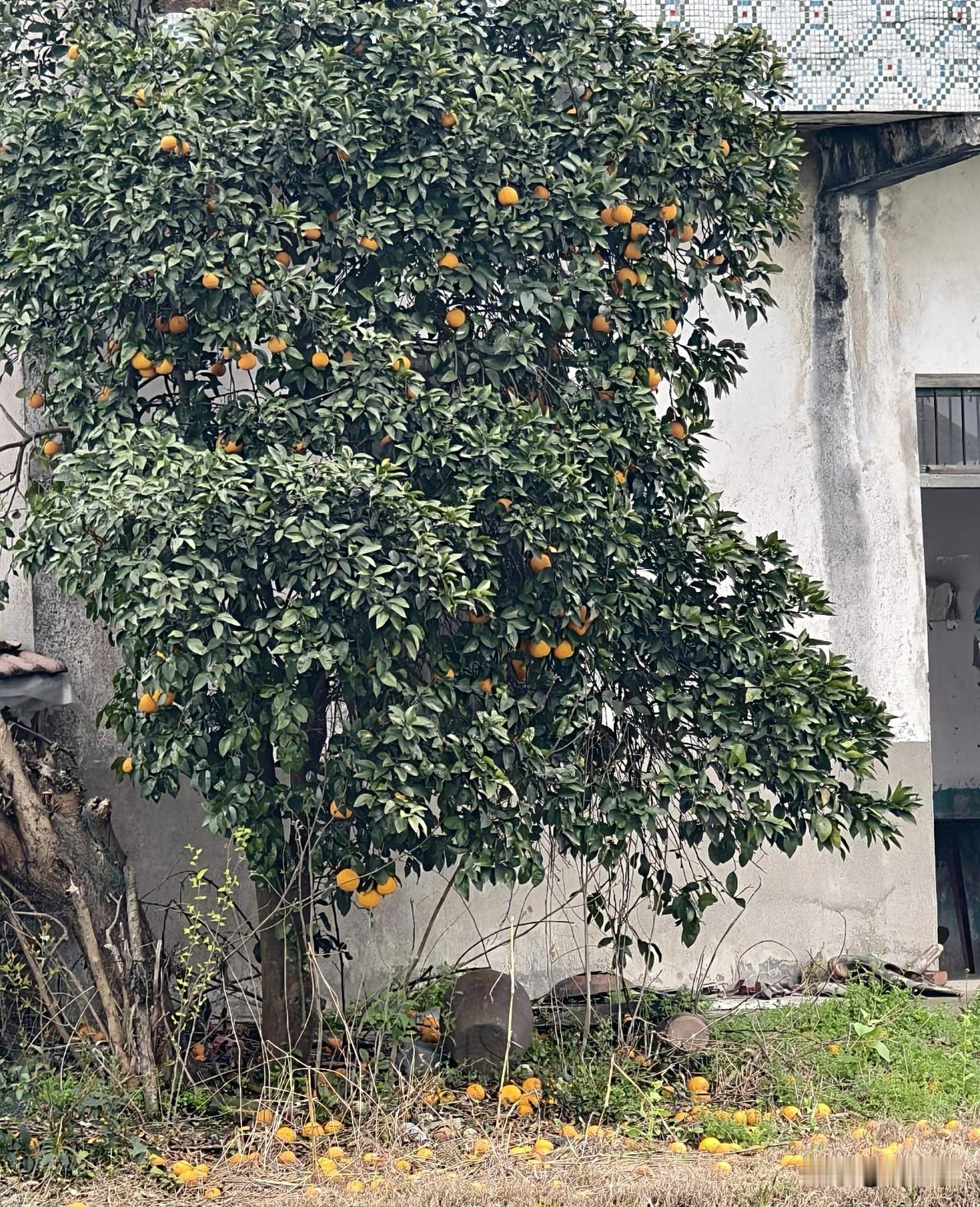 在广东打工的二叔打来电话，他春节后上班带过去的一蛇皮袋酸柑子吃完了，要我再给他寄