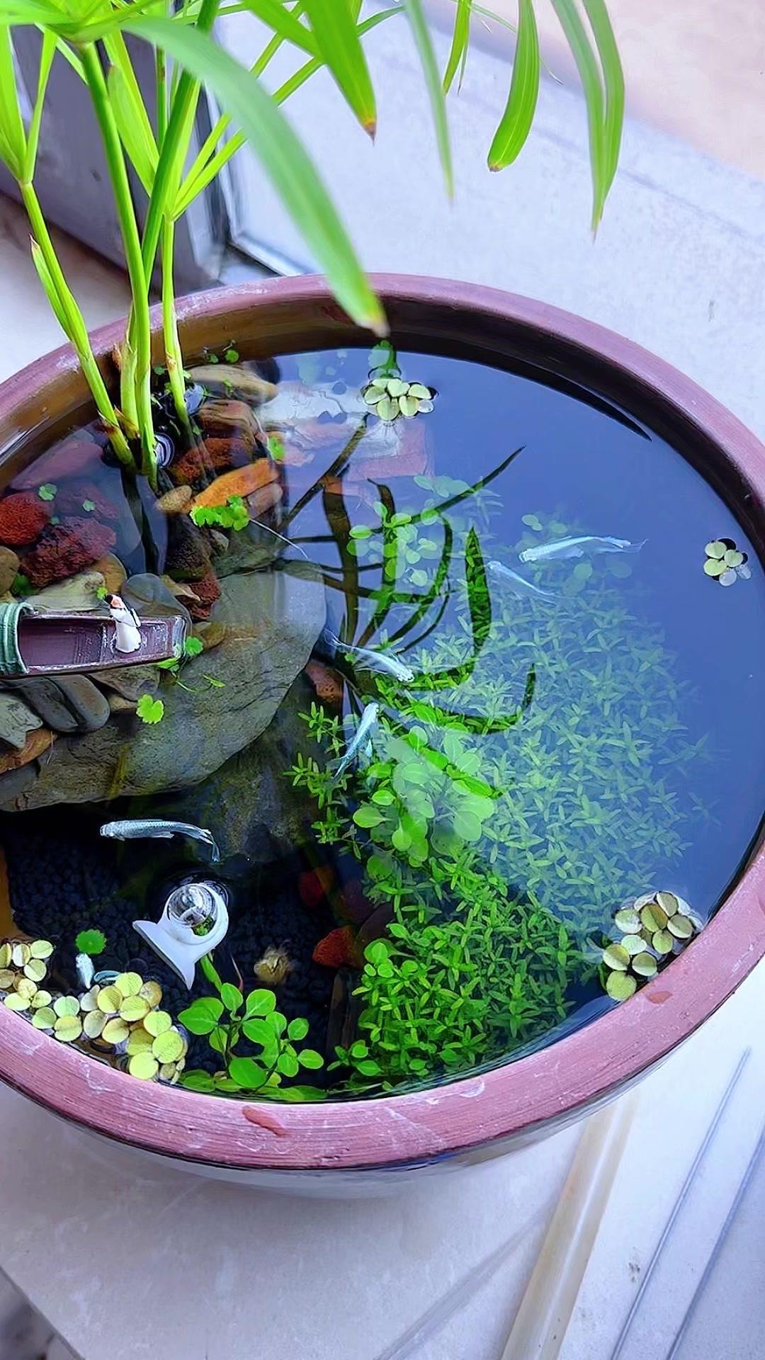 观背青鳉真的超活跃！
1️⃣它游动速度很快，在鱼缸里频繁穿梭，像个小马达不停歇~