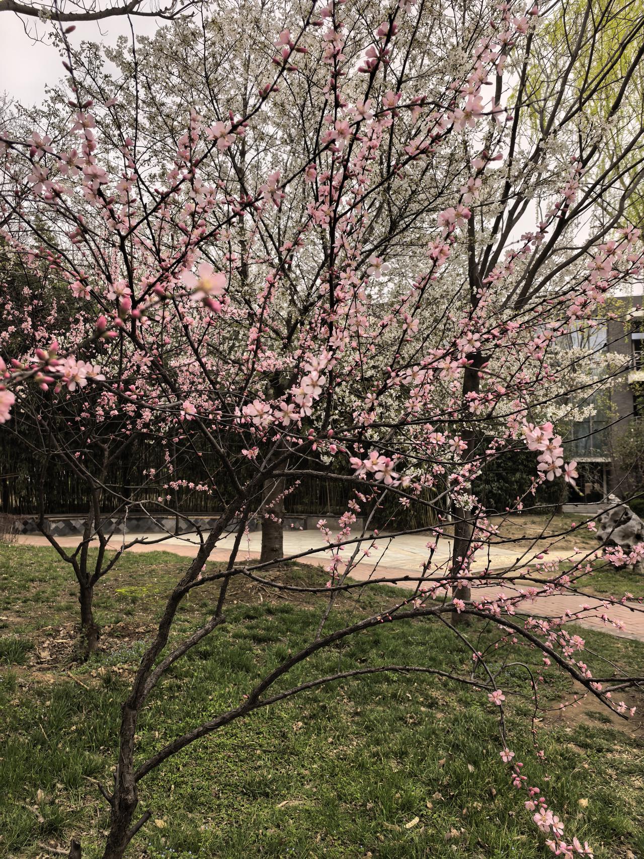 春天是一年最美的季节，
她像个小姑娘，
不用打扮不用疏妆，
自然怡静，朝气蓬勃，