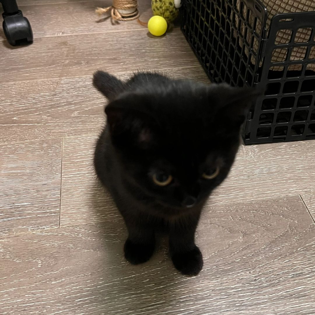 jelly cat什么时候出了这一款