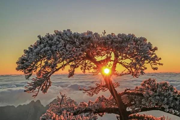 今年黄山的冬日美景令人陶醉。

雪后的黄山银装素裹，山峦被白雪覆盖，宛如一幅水墨