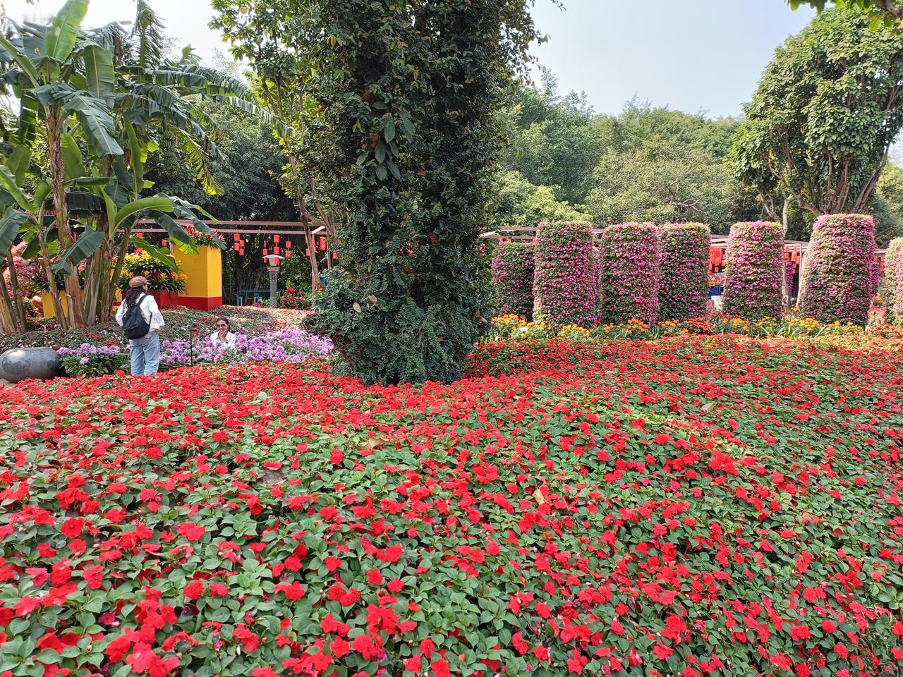 南宁青秀山公园西门花海