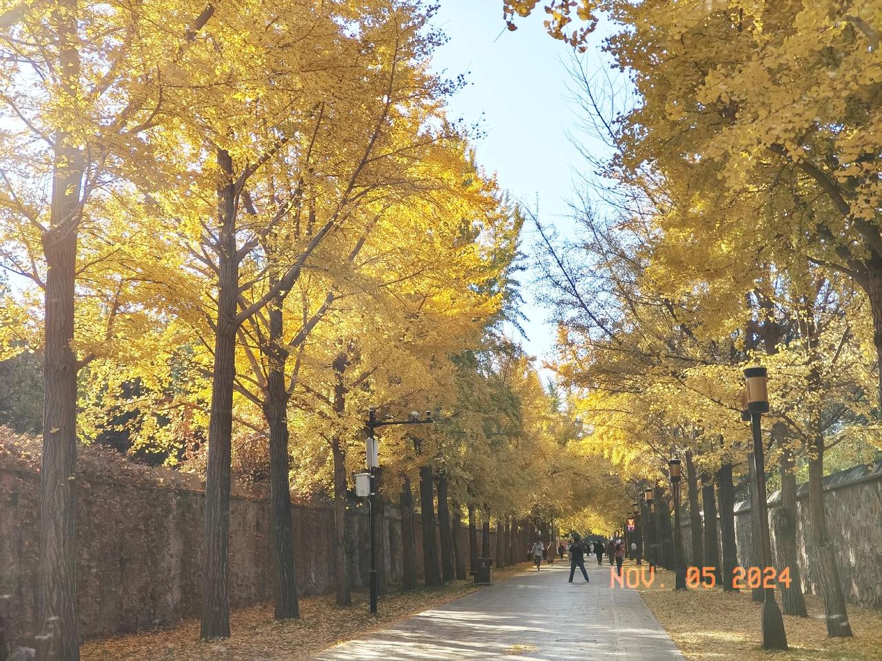北京圆明园深秋的银杏大道，满眼金黄，展现着秋天的美和凝重。