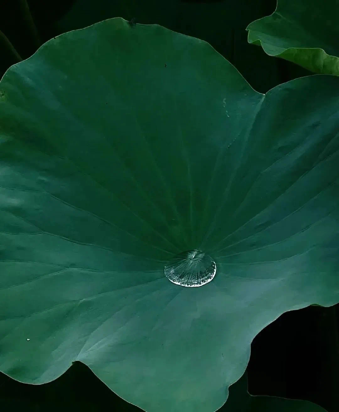 得之淡然，失之坦然。拥有的时候好好珍惜，离开的时候坦然放手。放下得失执念，心中无