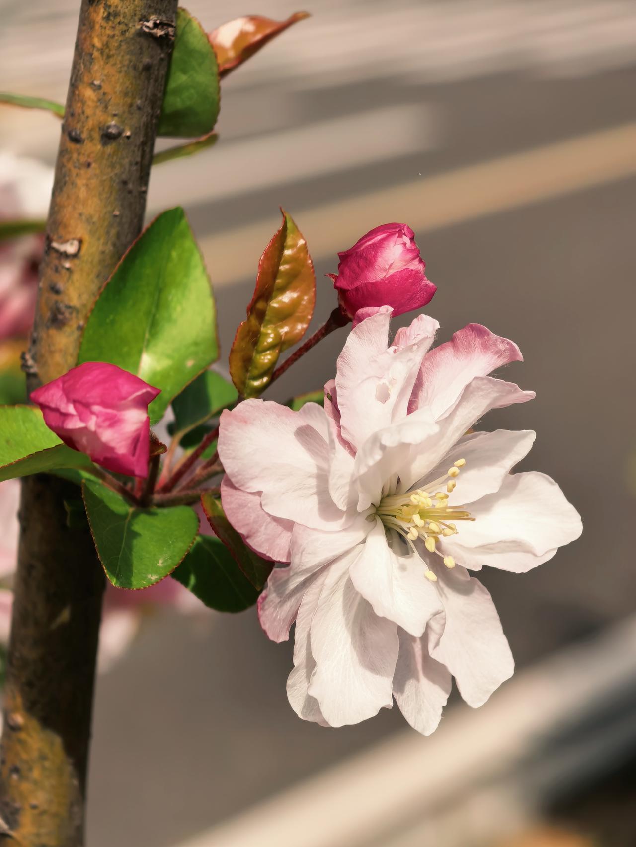 春天是花的世界，春风中都带着淡淡的花香。走在大街小巷，眼里看到的是姹紫嫣红，鼻中