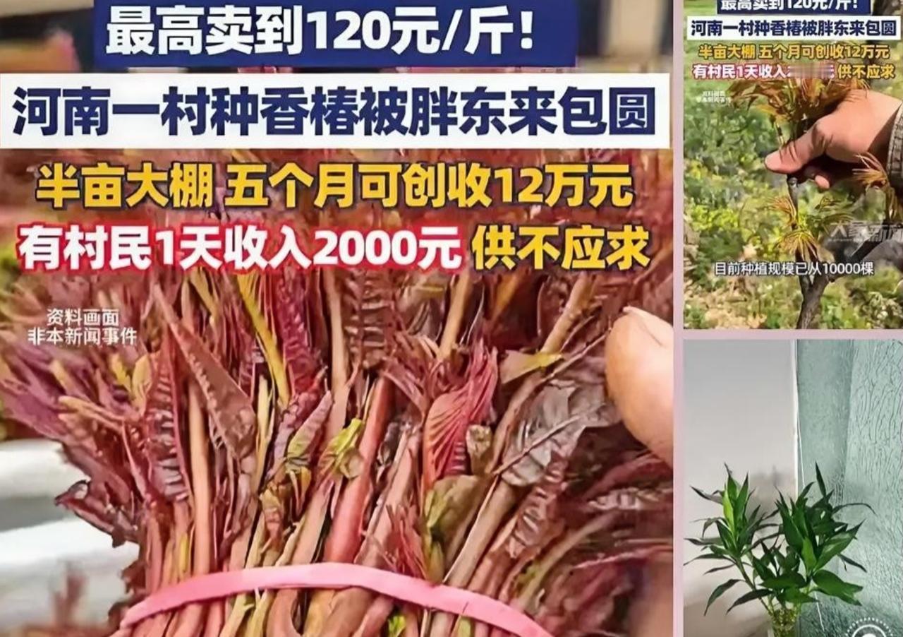 “这就是命！”河南一村干部听战友说1斤香椿在上海能卖七八十元。这位村干部还真就信