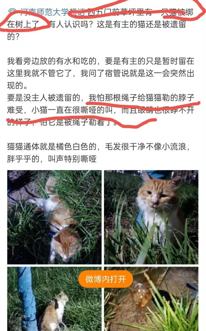 把小猫绑到树上取乐？