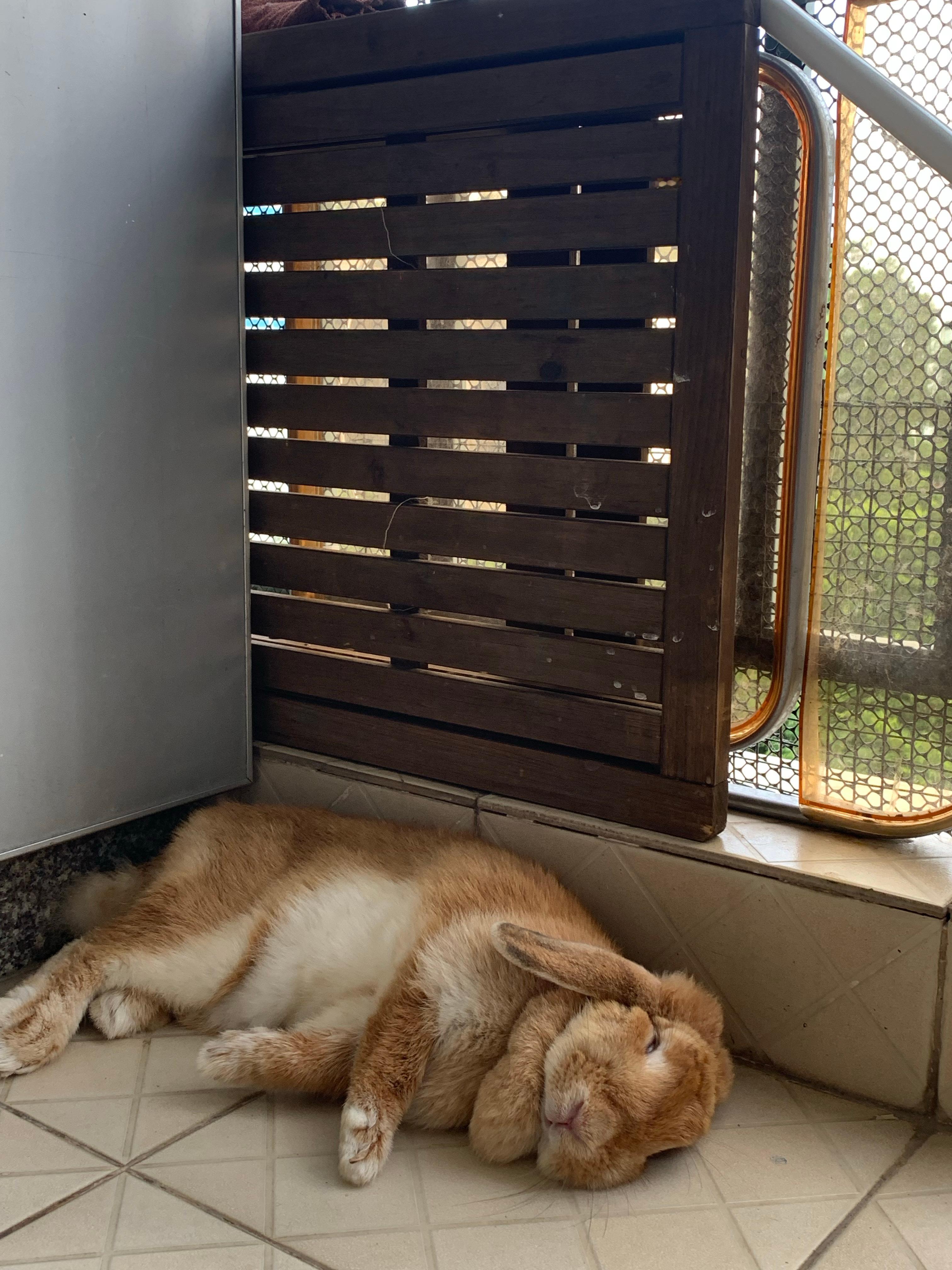 兔兔什么都不知道兔兔只知道睡觉💤 