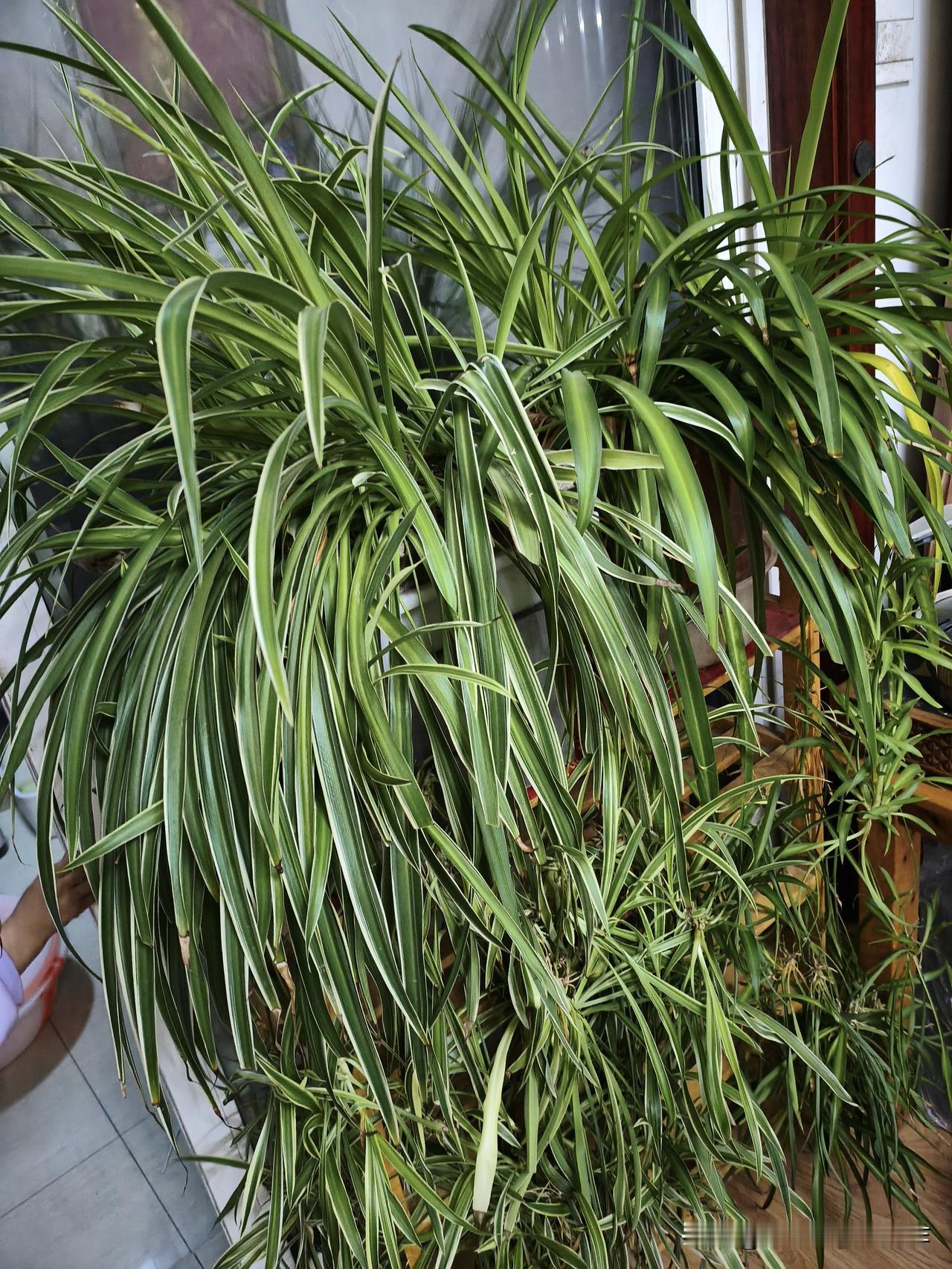 以前总不懂，妈妈在我年轻时候，老爱念叨，这闺女找婆家啊，比娶媳妇还要难。

年轻