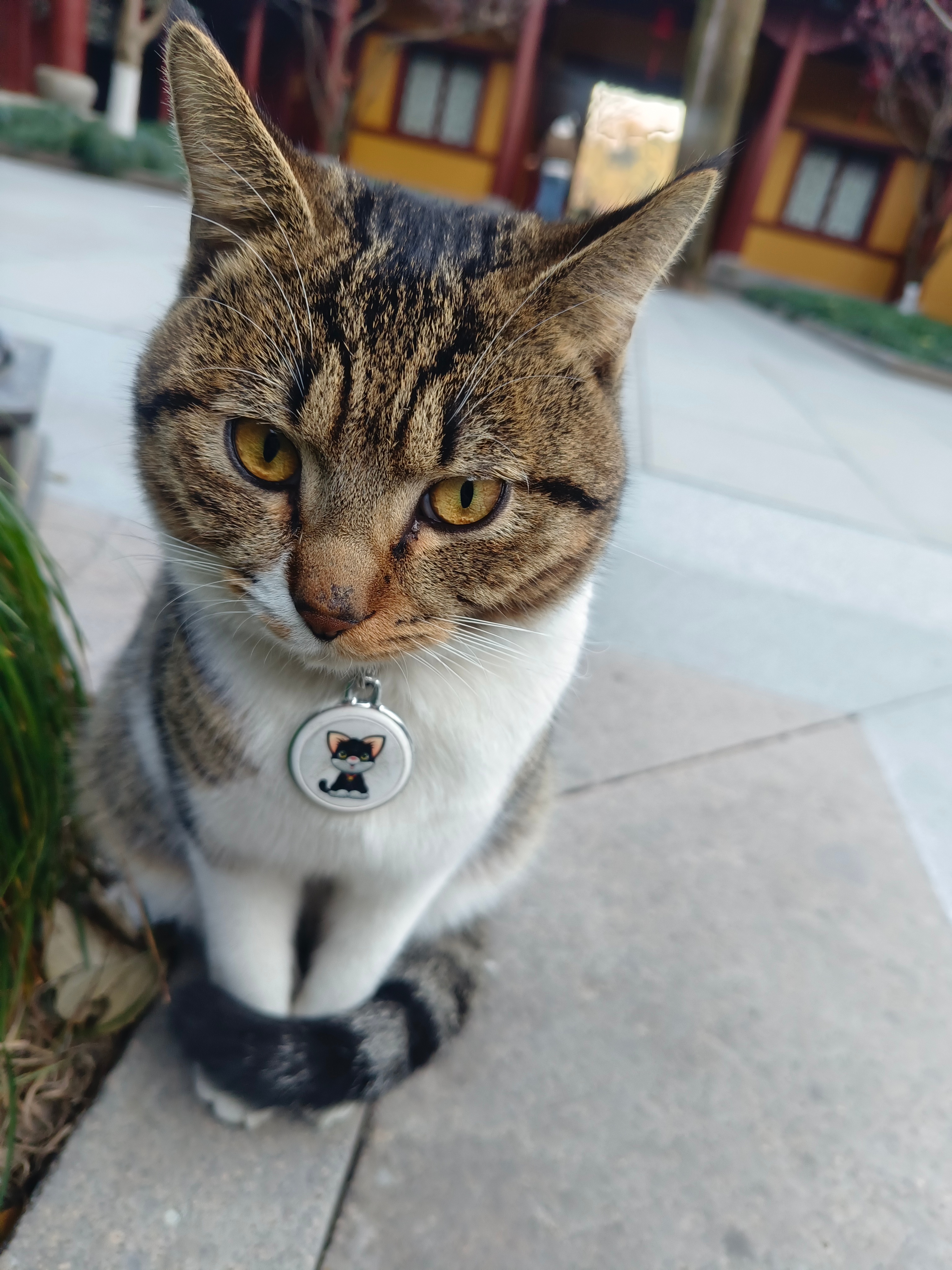 不能用白眼狼骂人了呢，你看小狼格林可比好多人好太多太多。 