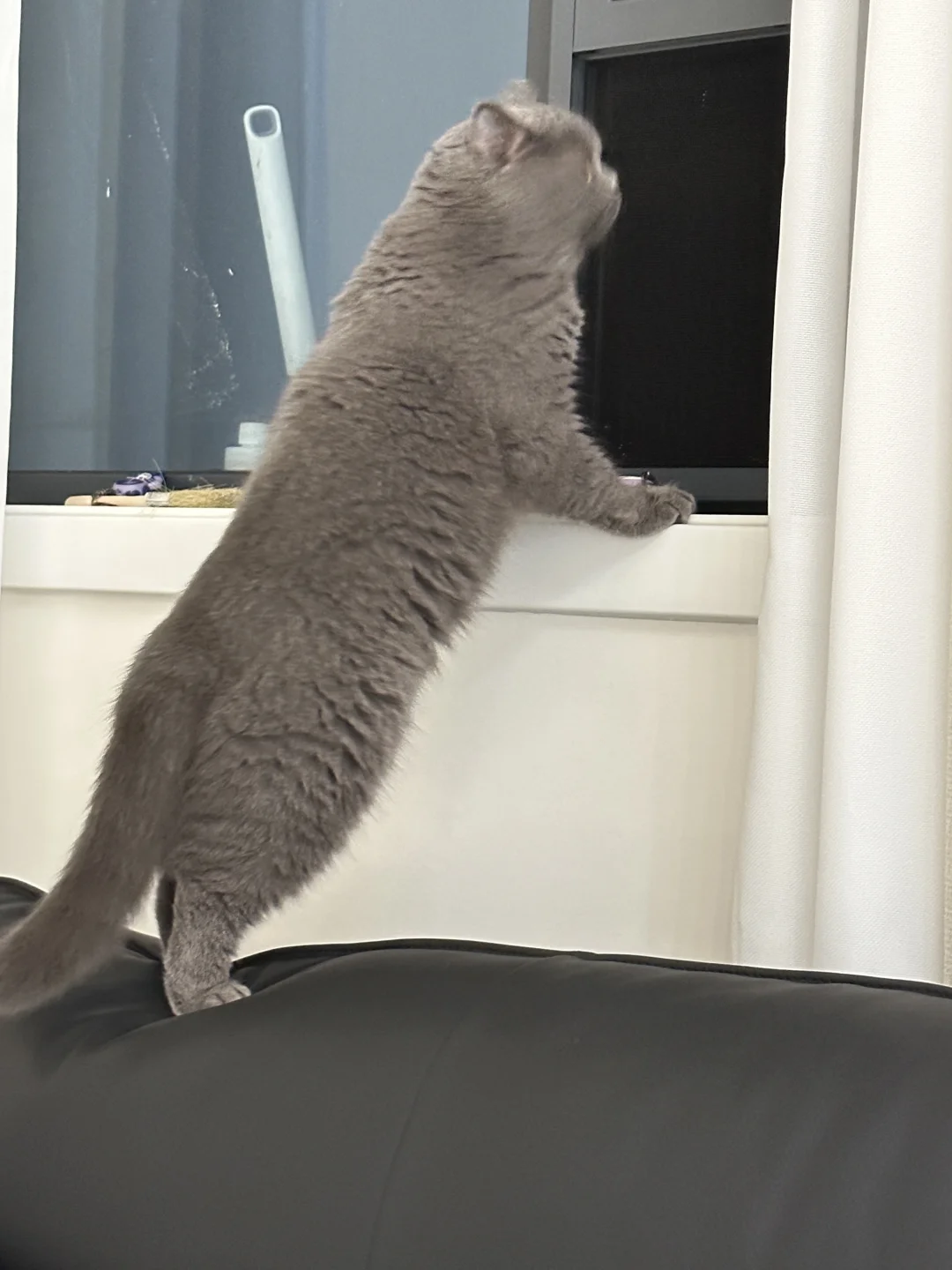 猫猫崇崇～