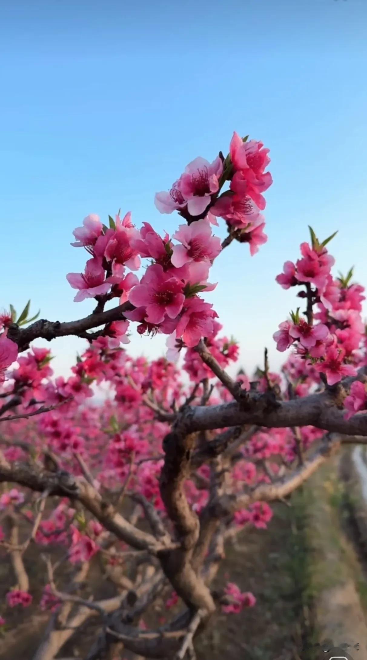 陕西的大菜还得数:
神木八大碗
延安老八碗
旬阳蜀河八大件
白水三转席
西安回坊