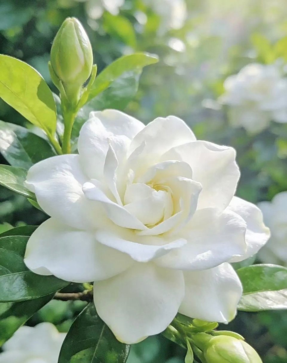 美丽的栀子花 