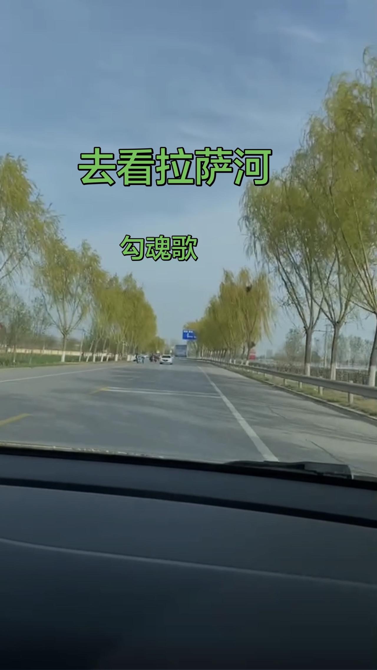 杨树大道 聊城自驾 胡杨林自驾