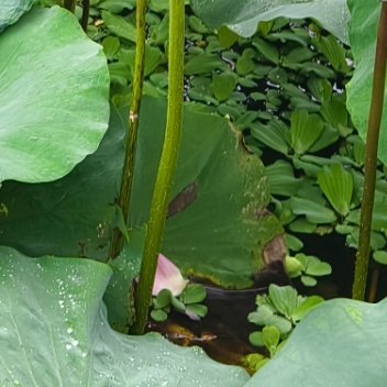 池塘里一朵新开的荷花，白天蜻蜓、小鱼匆匆路过，无人长久相伴，夜里只剩它独自立在水