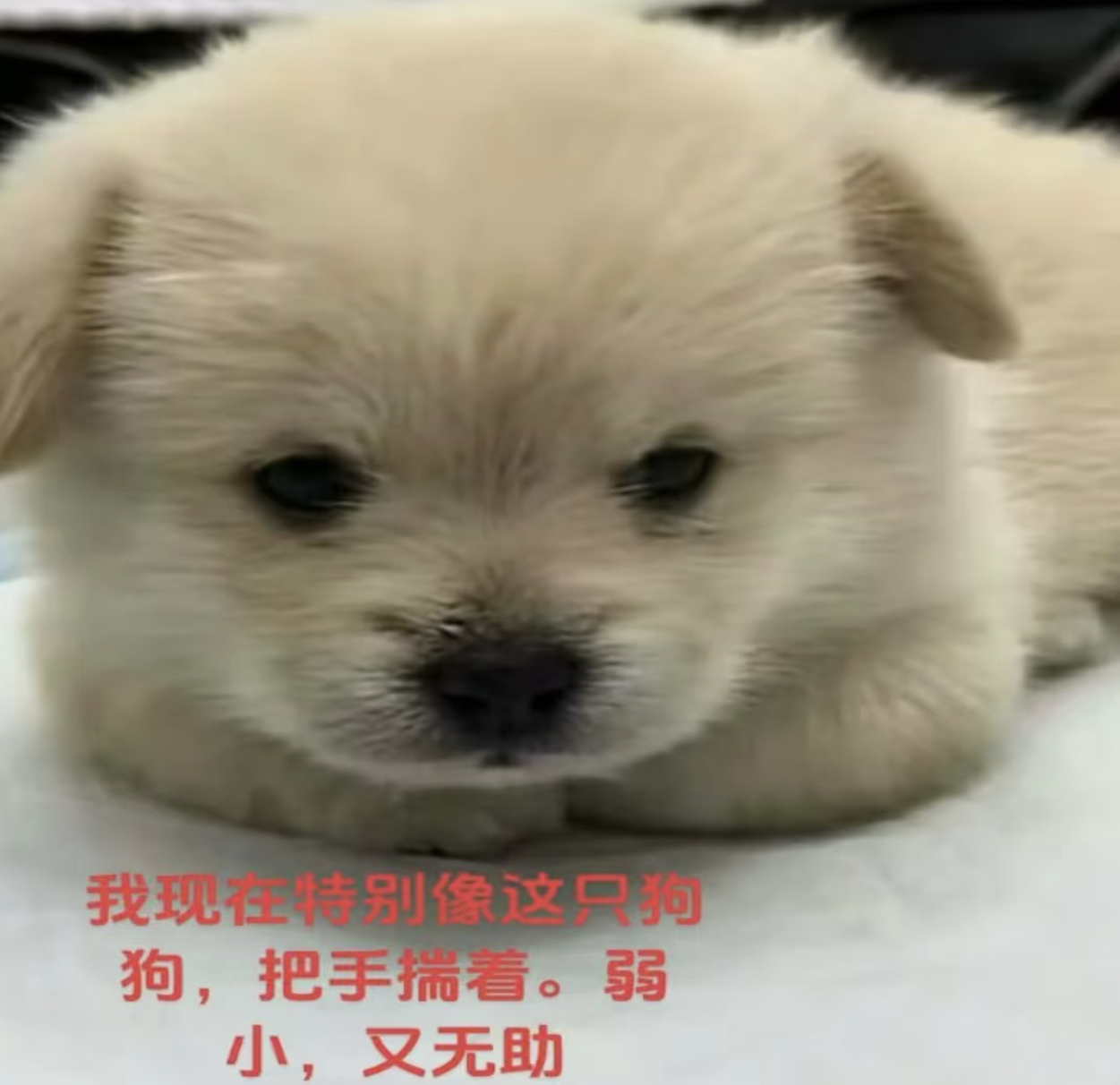 你们泡泡翻译设置谷歌还是papago 