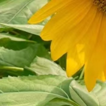 阳光信用 🌻阳光信用 🌻每日一善 诚信，是做人的第一品质，是为人处世之本，是