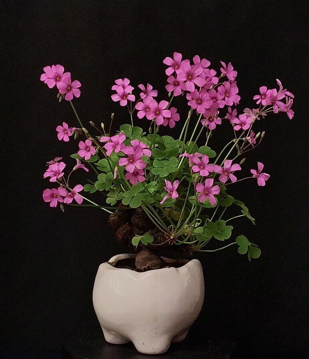 知者无畏，当我根本不知道过敏性哮喘有多么凶险的时候，我已经得上了，那时我上高中，