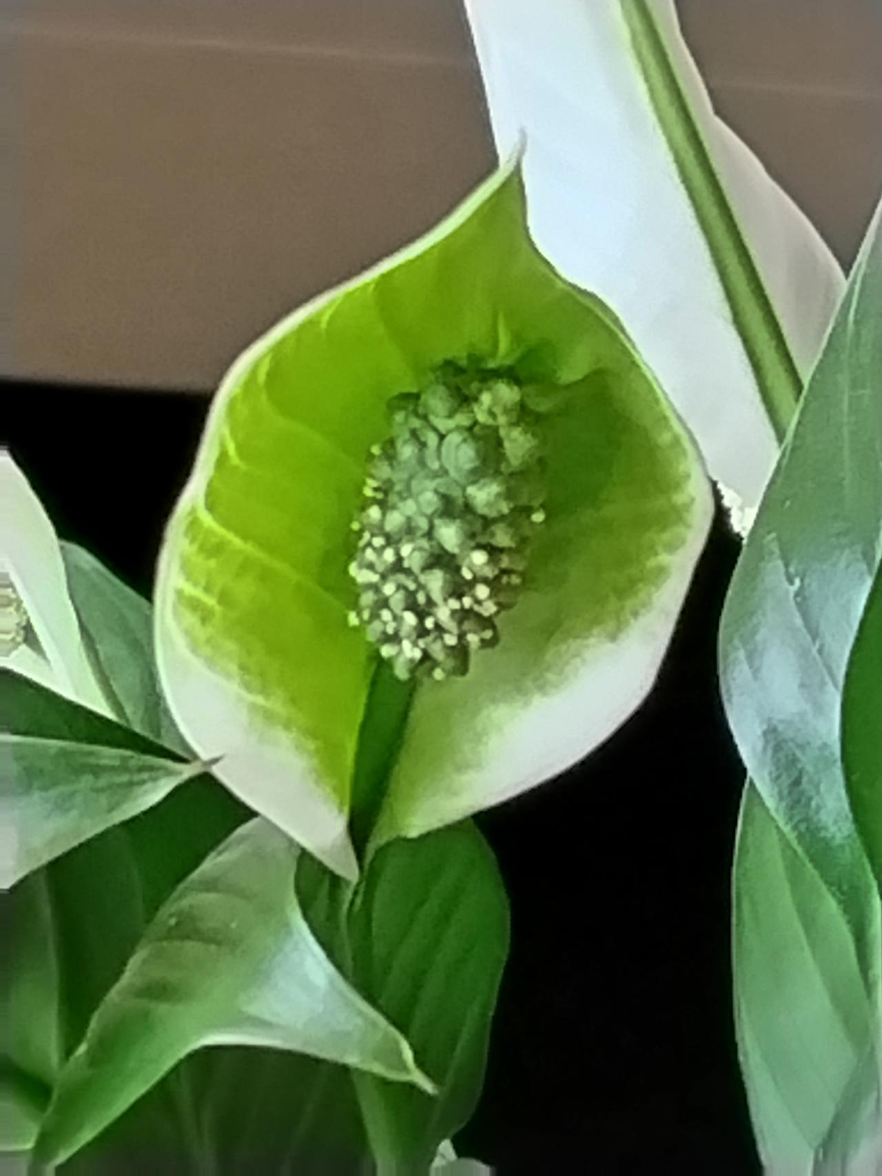 一帆风顺，才开始是白色，慢慢就变成这种颜色了！