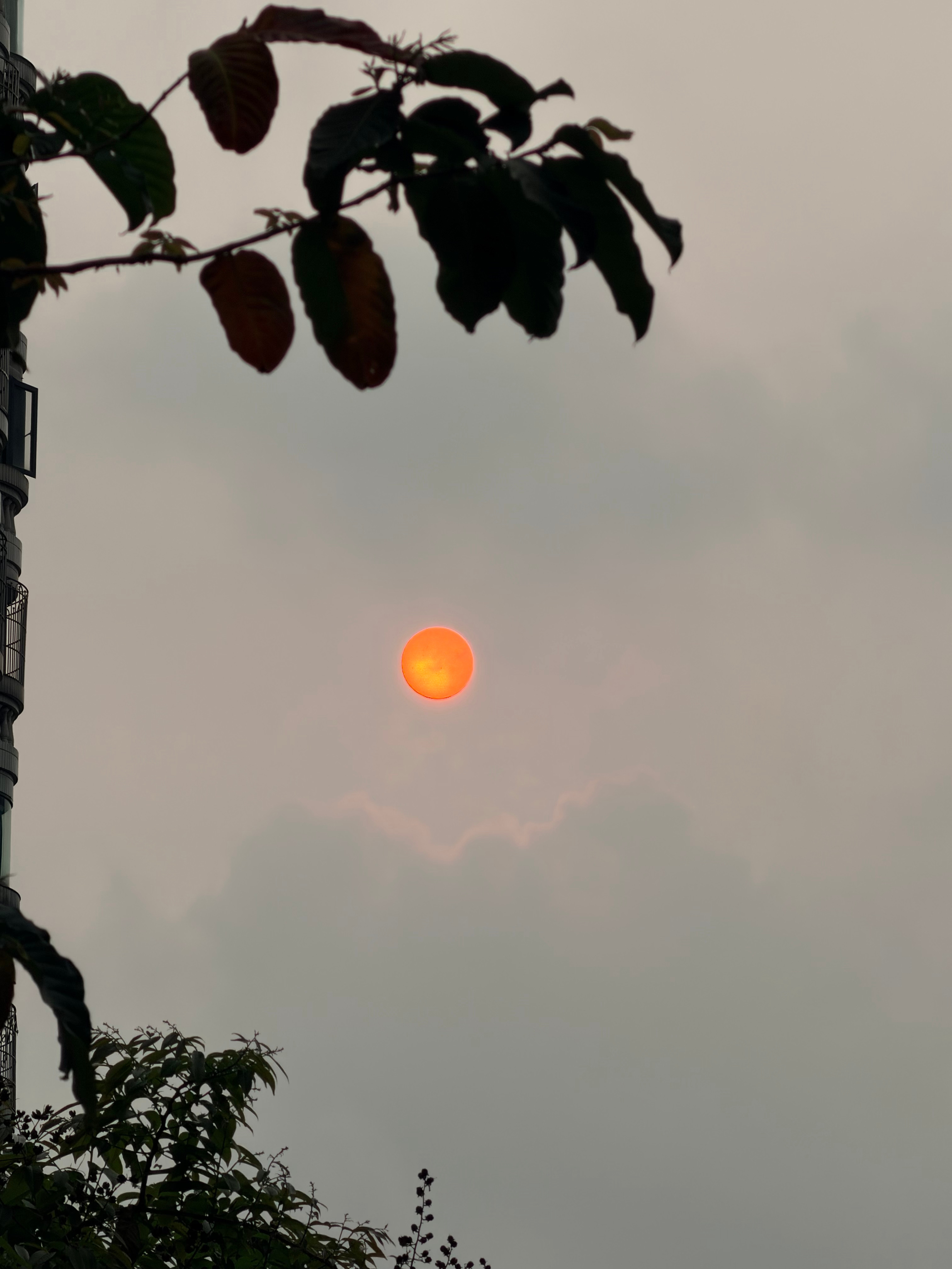 早早早今早的一轮红日。 