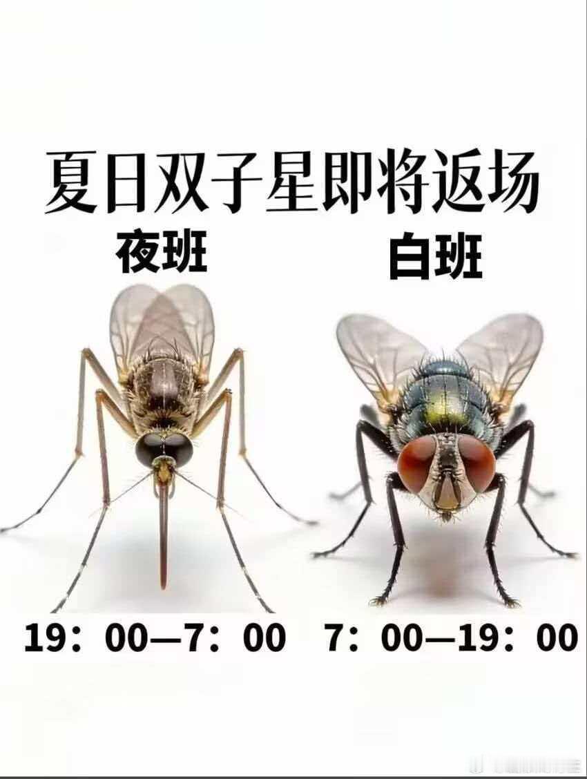 蚊子和苍蝇其实是同事，一个负责白班，一个负责夜班。 