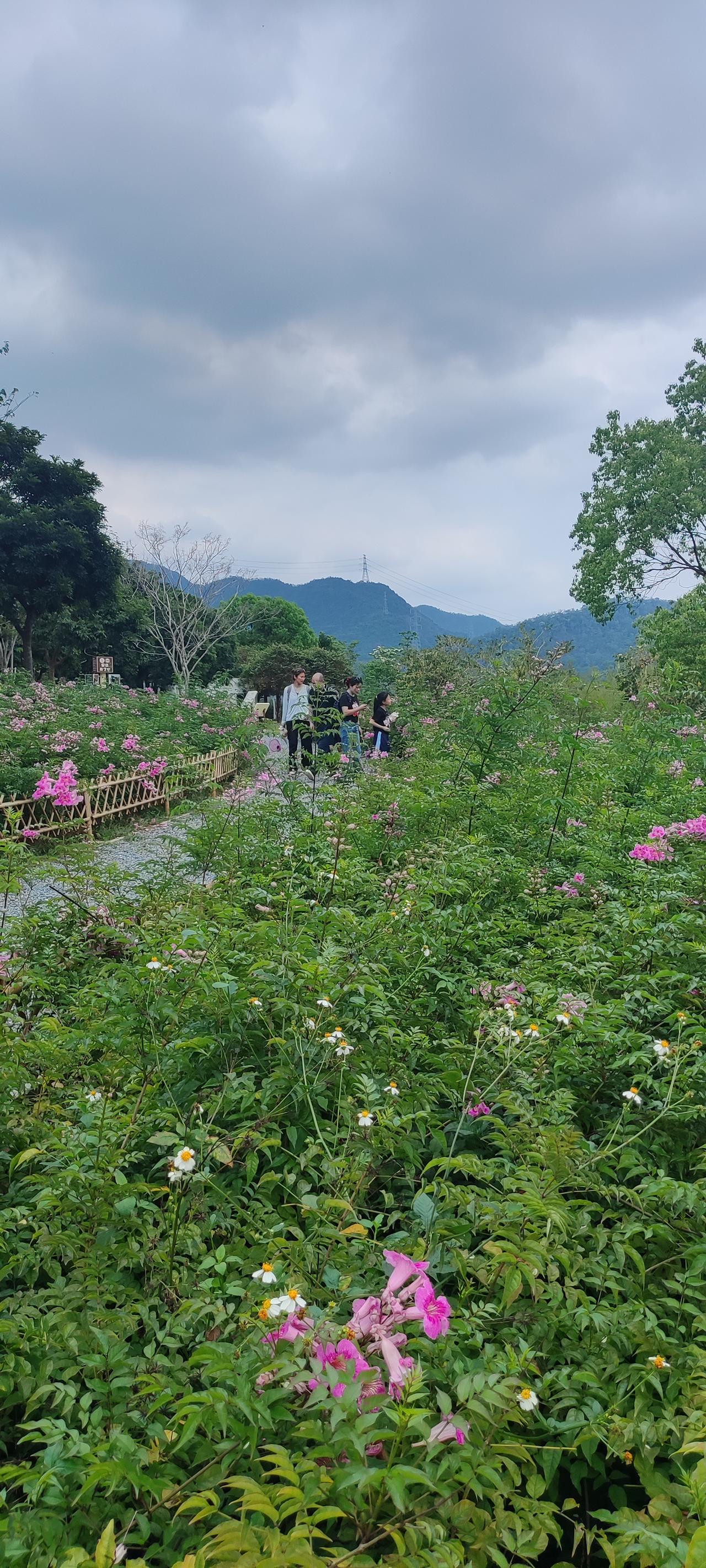 我们香港深圳东莞三地的同学经常聚在一起玩。
香港、澳门与我们广东成立了三湾区，过
