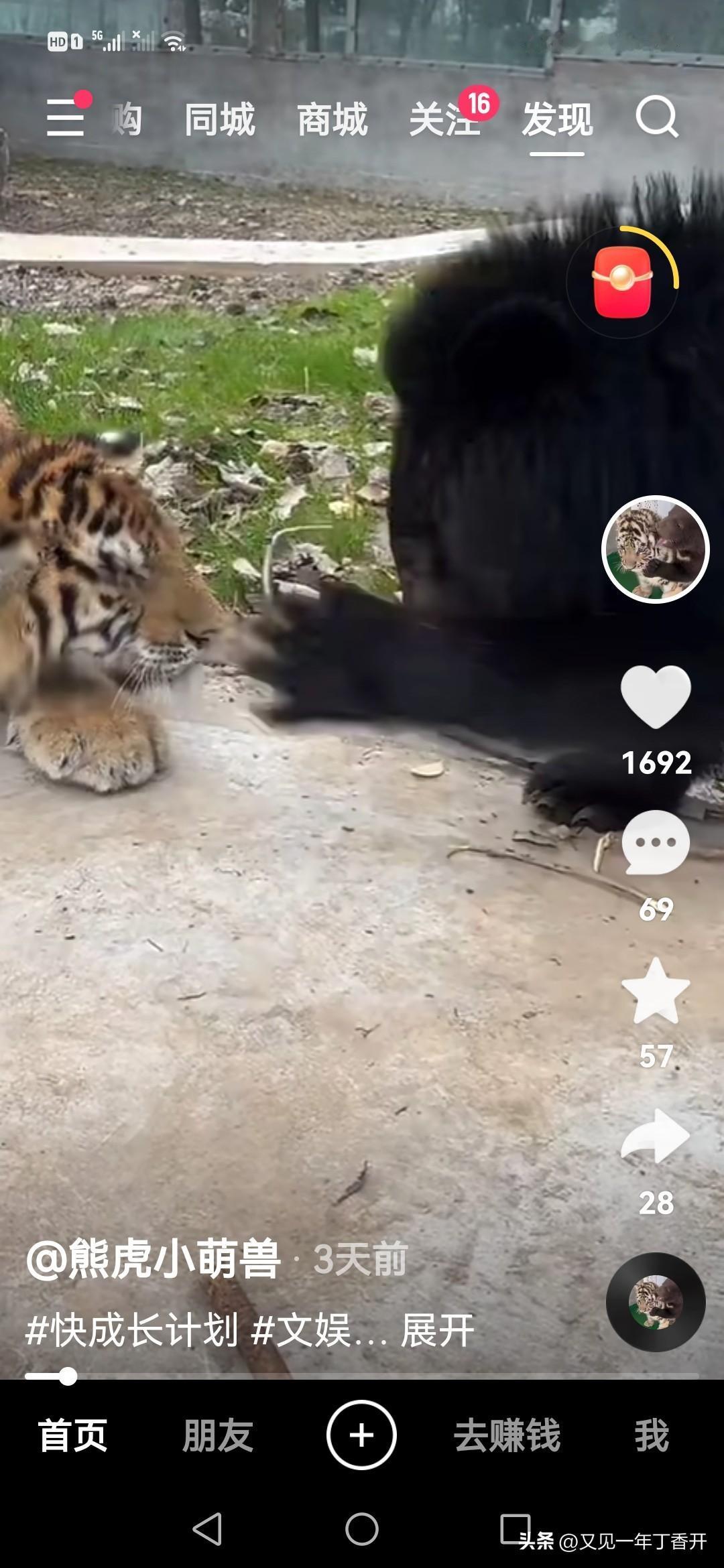 这两家伙成了我的欢乐豆了


在我印象中熊是挺笨的野兽，狗熊，瞅你笨的跟熊似的。