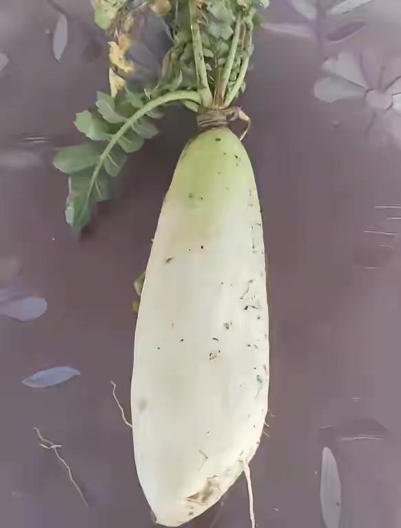 我给大家算个账，中国种的萝卜，卖给了美国，1元1斤，美国把它加上佐料，制造成萝卜