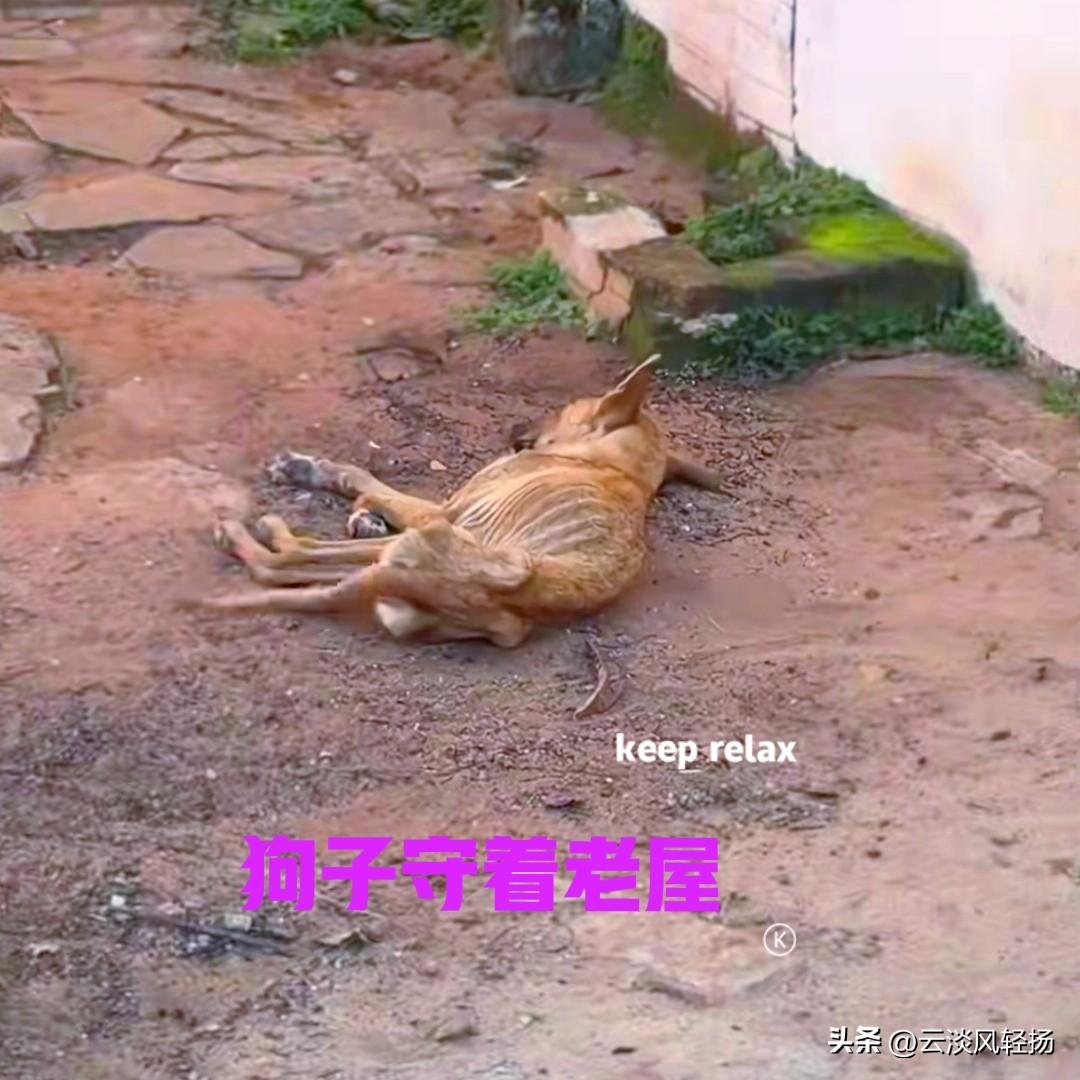 男子的父亲去世后，他把父亲养在老家的狗子，送给了别人。安置好家里的一切后，男子便