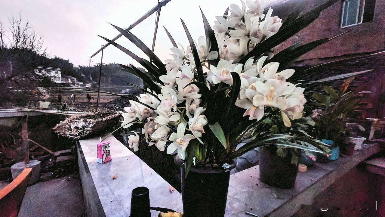 家中养的兰草盆栽开花啦！那淡雅的花儿好似娇羞的仙子，在葱郁的叶片间隐隐绰绰。
花