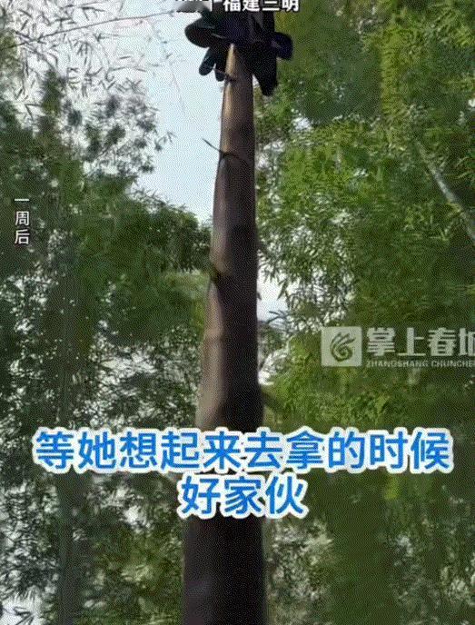 万万没想到！福建一女子爆料，妈妈挖笋时嫌热脱外套随手一放，转头就忘在竹林。几天后