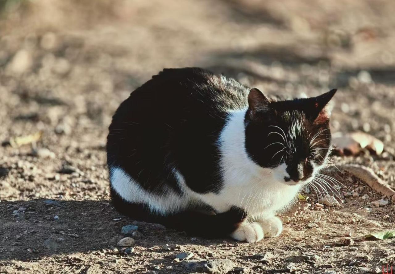 🐾 日光给黑白皮毛筛成金屑，它蜷在土地的褶皱里，像把荒野的寂静都揉进了柔软的毛
