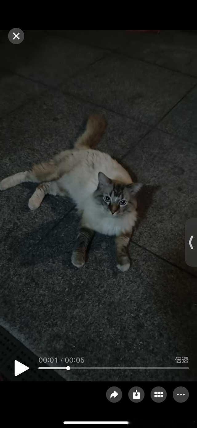50359【长沙领养 🐱猫咪领养 】品种: 看着有布偶基因？年龄：不太确定情况