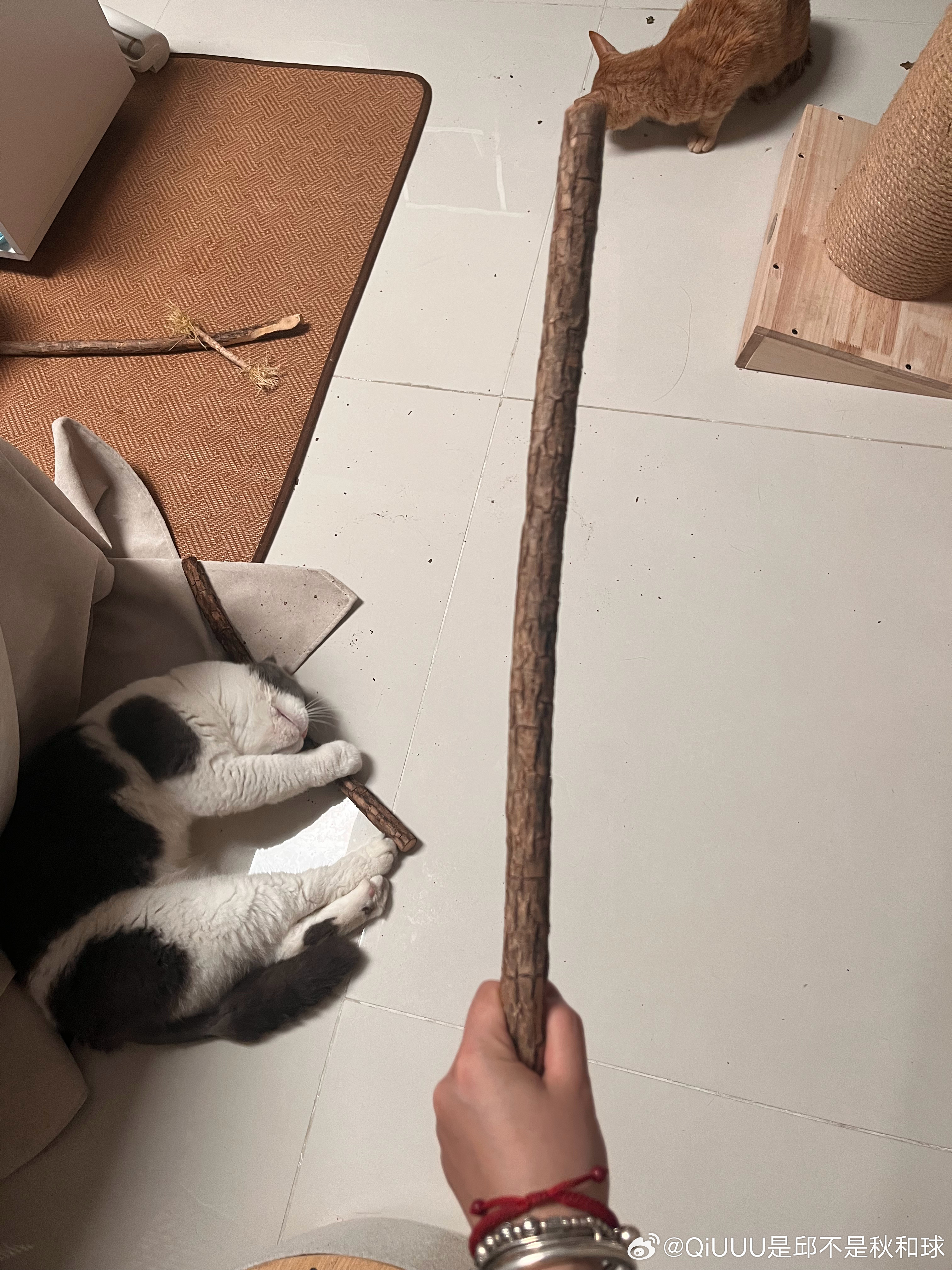养猫人的新款防身利器（是木天蓼 