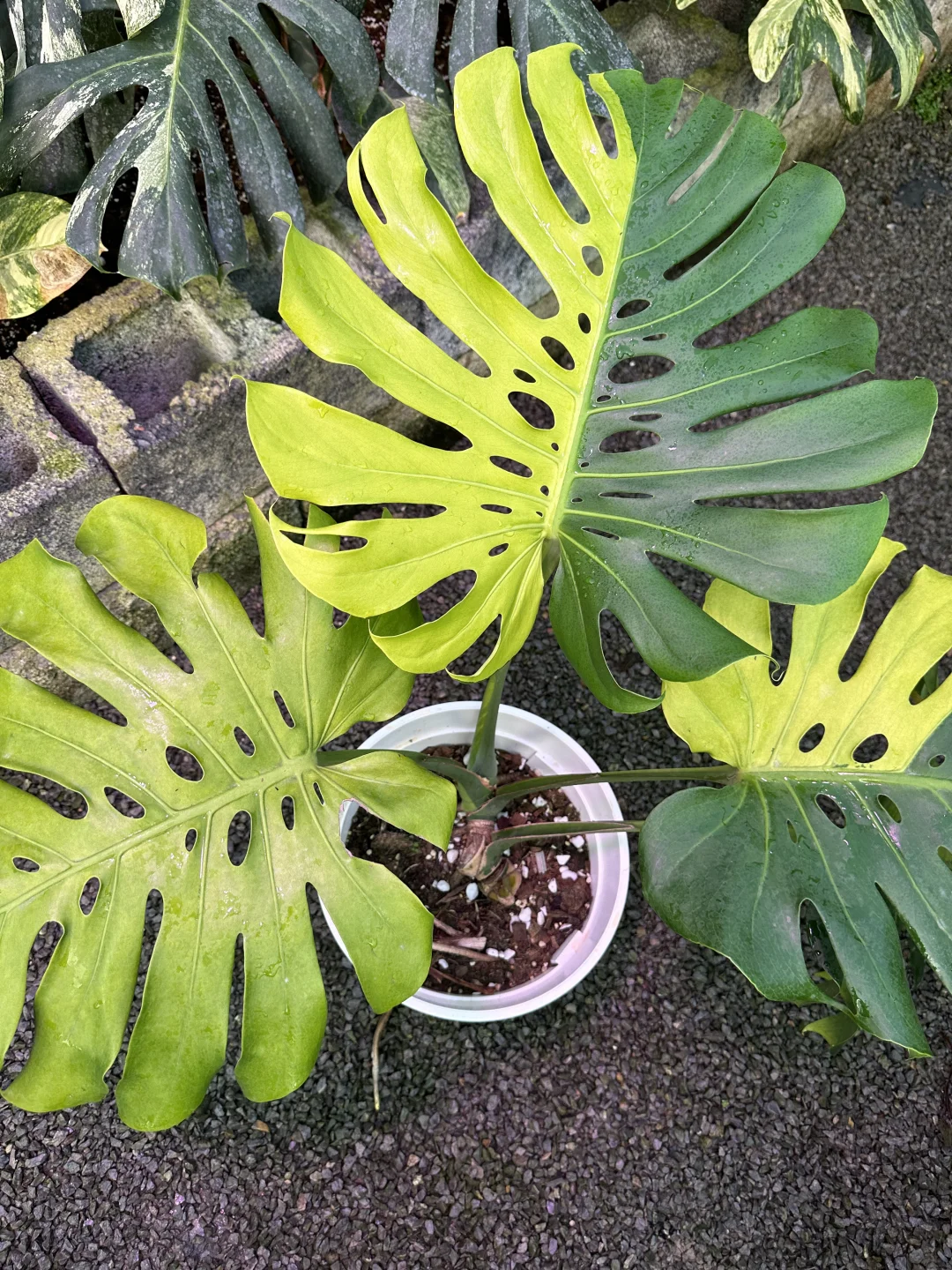 柠檬芝士与金色芝士的颜色能区分开吗😄