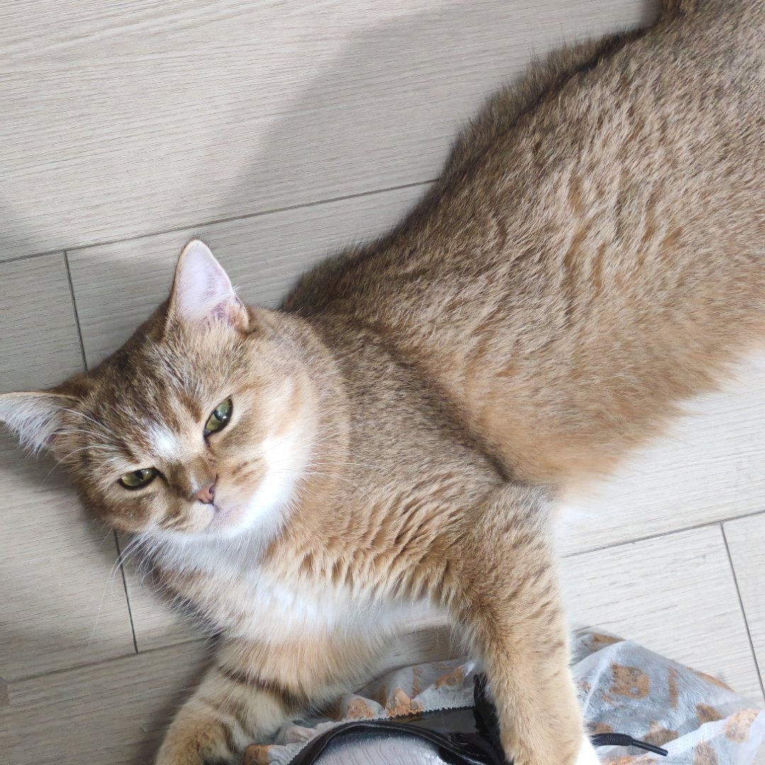分享猫猫