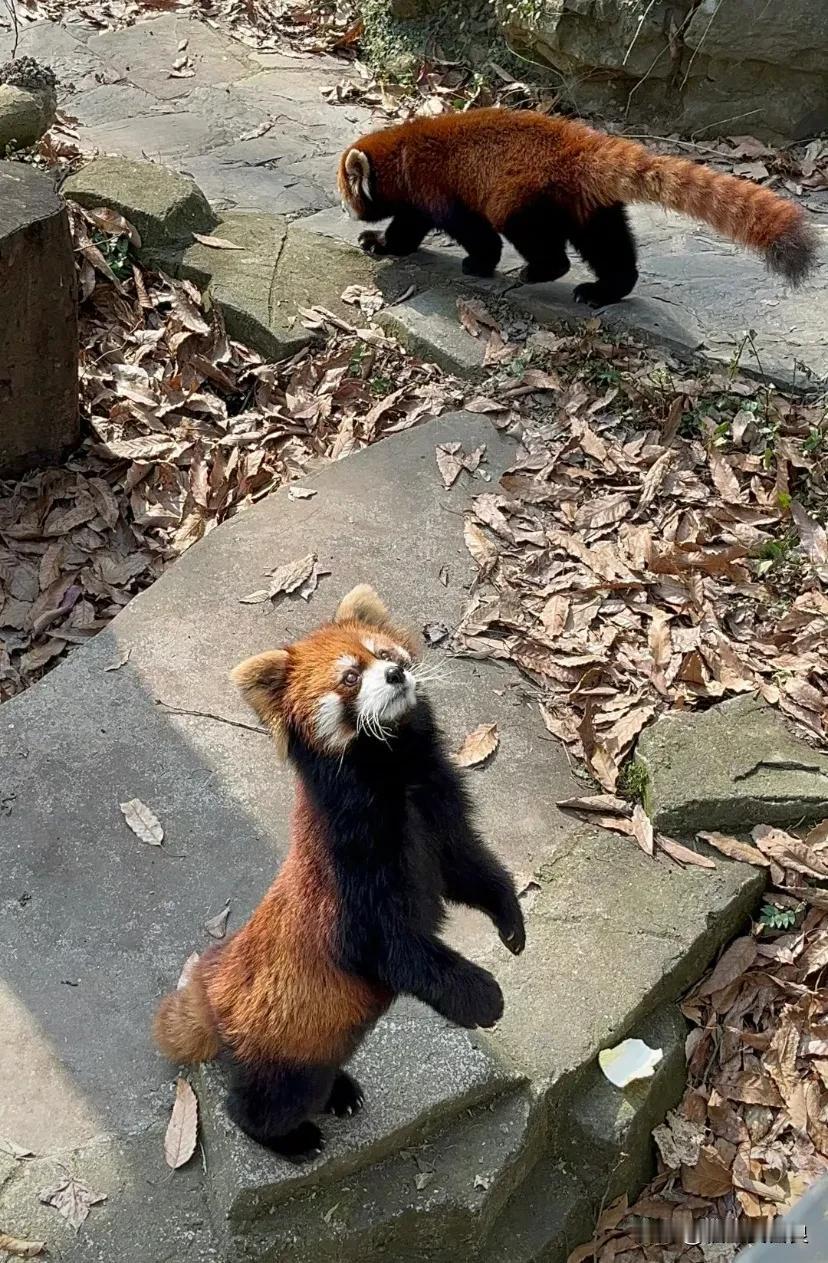 你知道吗？当小熊猫感觉被威胁的时候，就会站起来。让人觉得他很高大，很有震慑力。