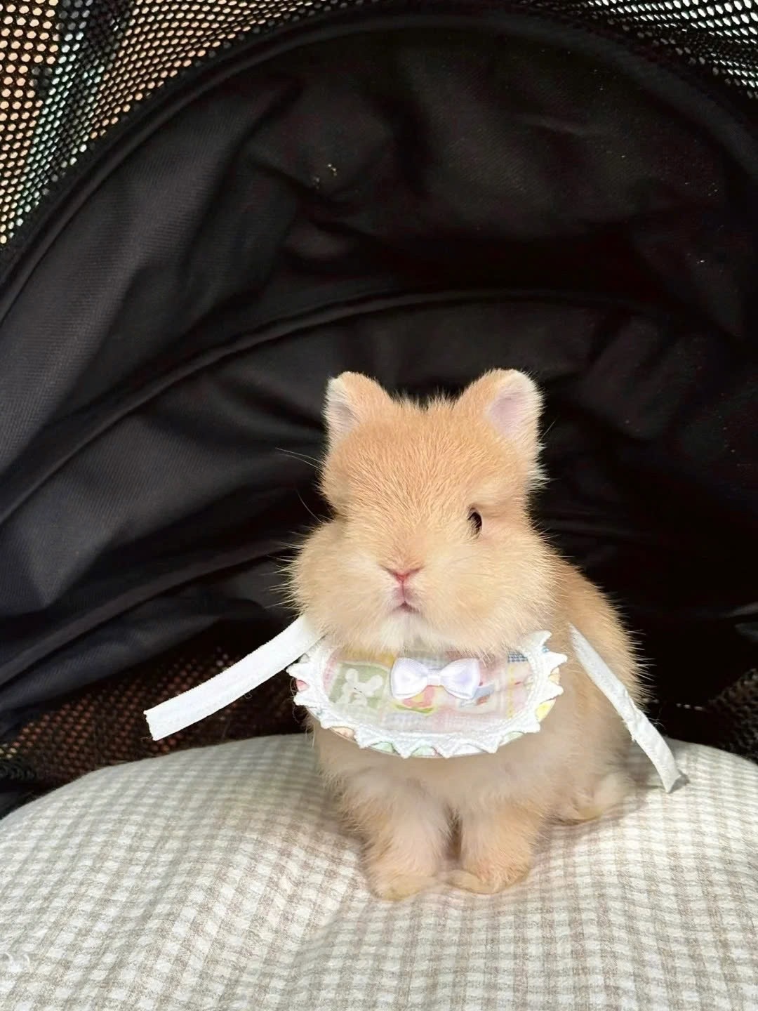 little fluffy boi- ̗̀꒰ᐢ • ˕ • ᐢ꒱ ̖́- ​​​