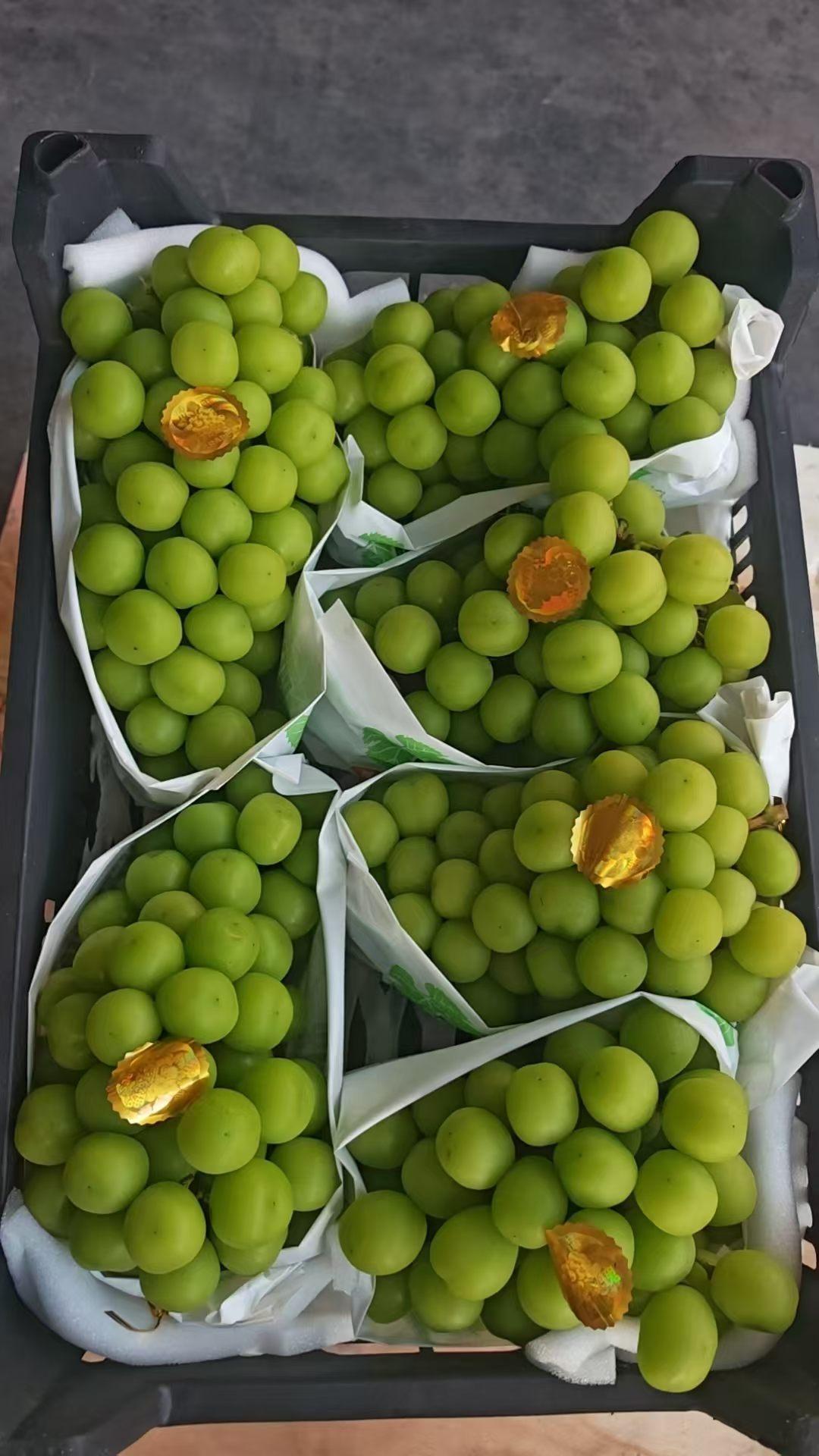 谁还记得当年三百一斤的阳光玫瑰？现在地摊十块三斤随处可见！十年种植面积翻十倍，供