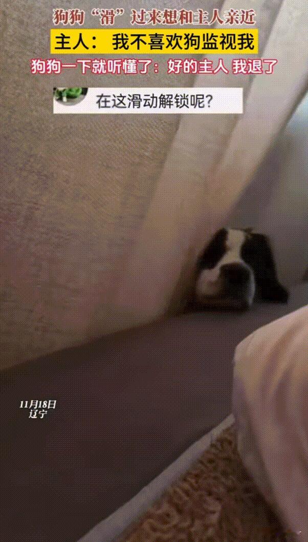 “笑不活了！”辽宁，主人正在床上看手机，狗狗突然跑来想和她亲近，还给她撒娇卖萌。