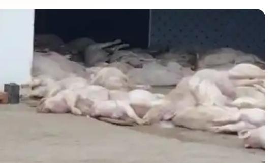 10月26日，广东罗定市有关部门接举报后查处粤光肉联食品有限公司非法堆放死猪事件