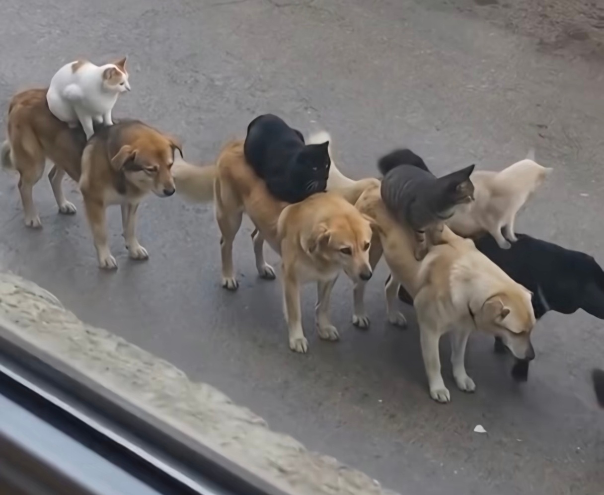 分享图片 