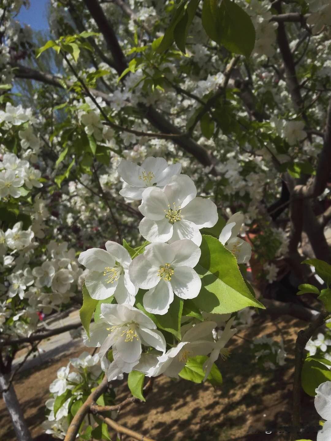 原来兰州的这种花，叫八楞海棠。今天早上在南河道散步，发现很多这种白色的花树，一直