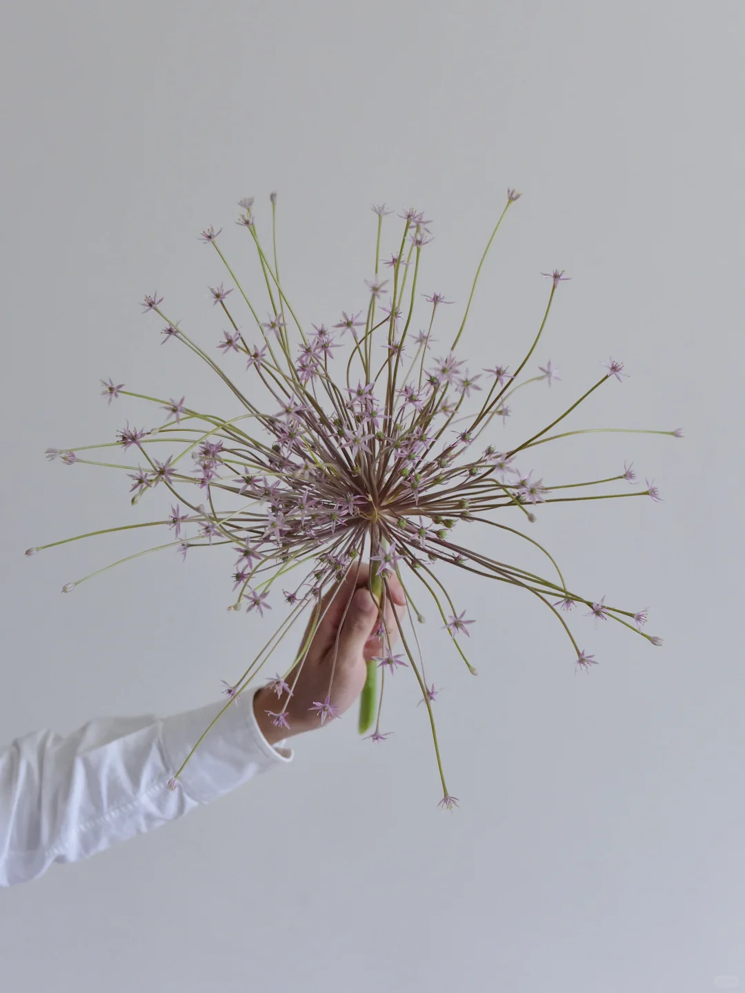 ENS农场·大花葱烟花