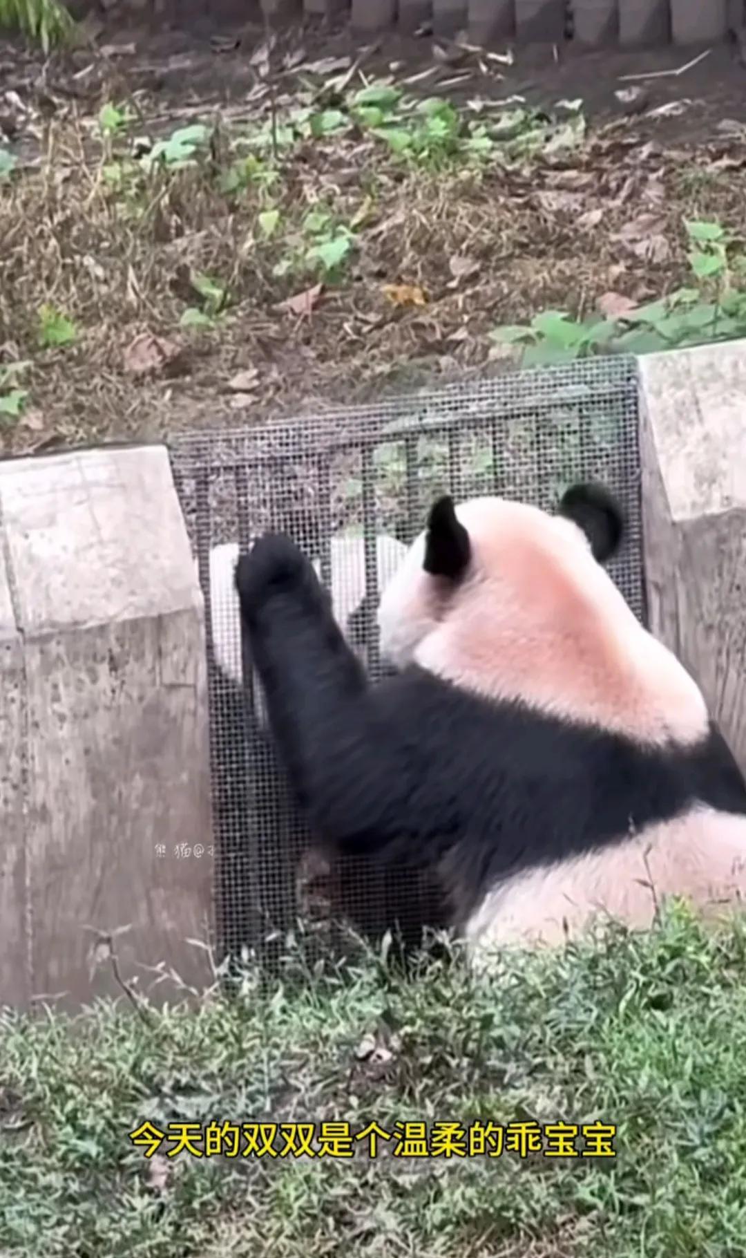 这两天最大的感动就是，五岁的大熊猫双双和妈妈兰香见面了！
双双虽然五岁了，但是它