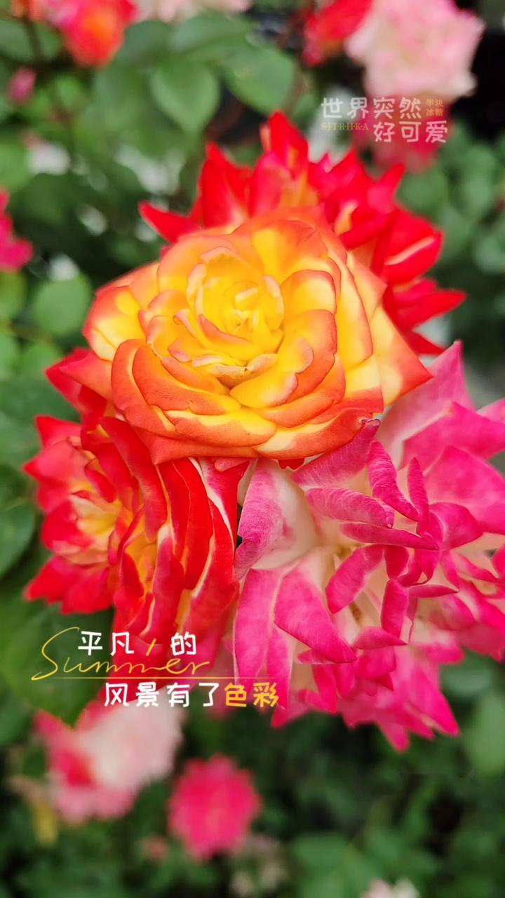 世界突然好可爱。
因为你明媚了起来。这世界突然好可爱。平凡的风景有了色彩，无聊的