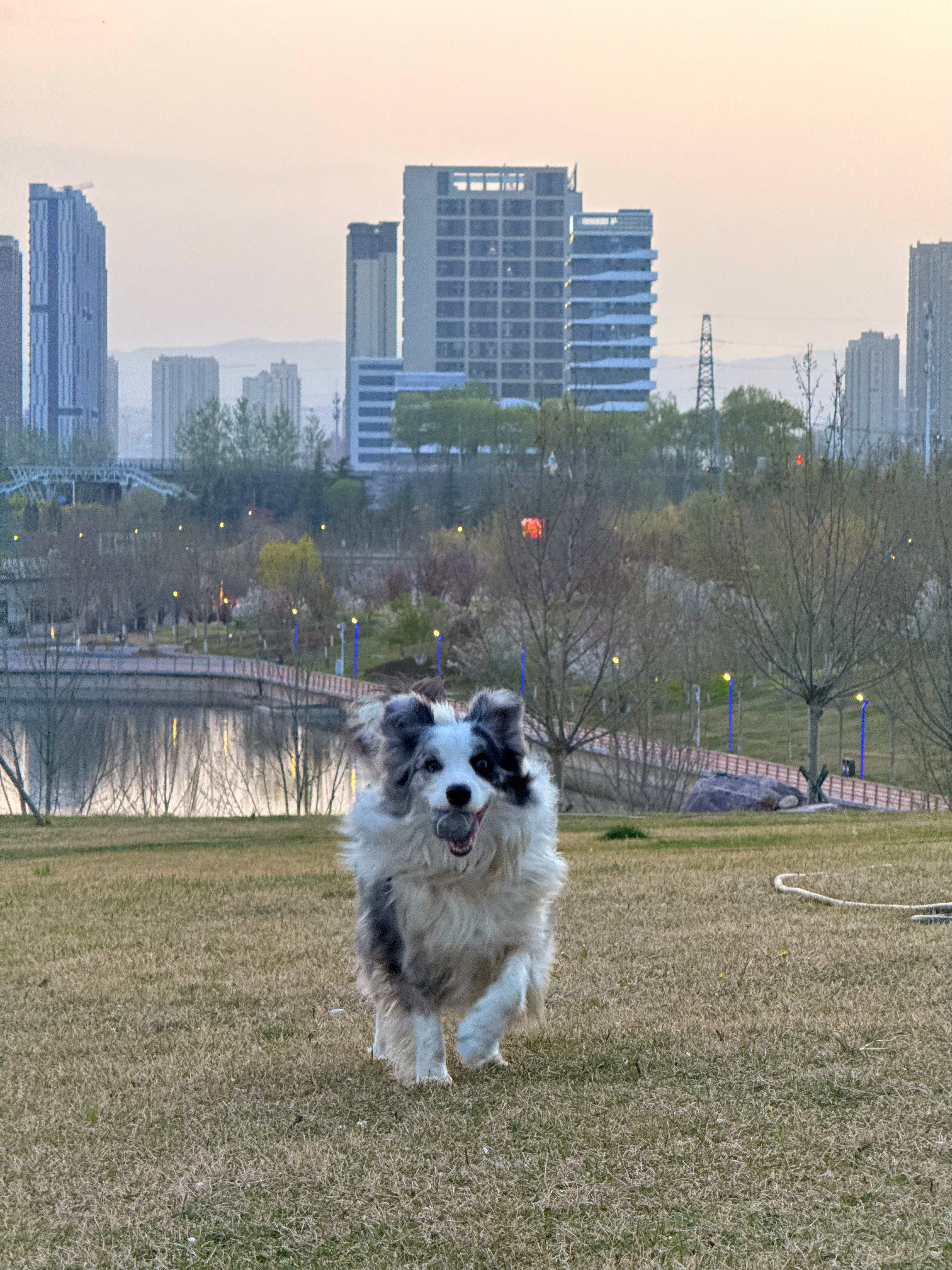 奶皮子牛油果好喝好喝 很像茉酸奶刚火的时候那个今天和coco去公园玩球把他累坏了